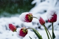 Tulipány se sněhovou čepicí, Jana Aertsová