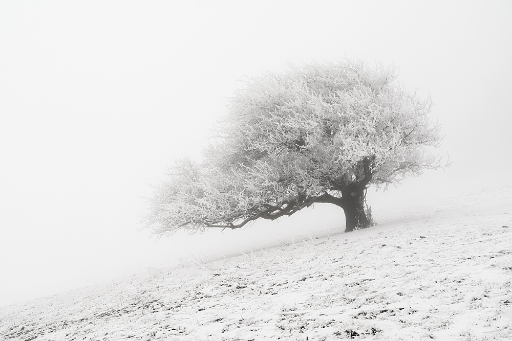 Solitér v totální mlze..., Robert Janda