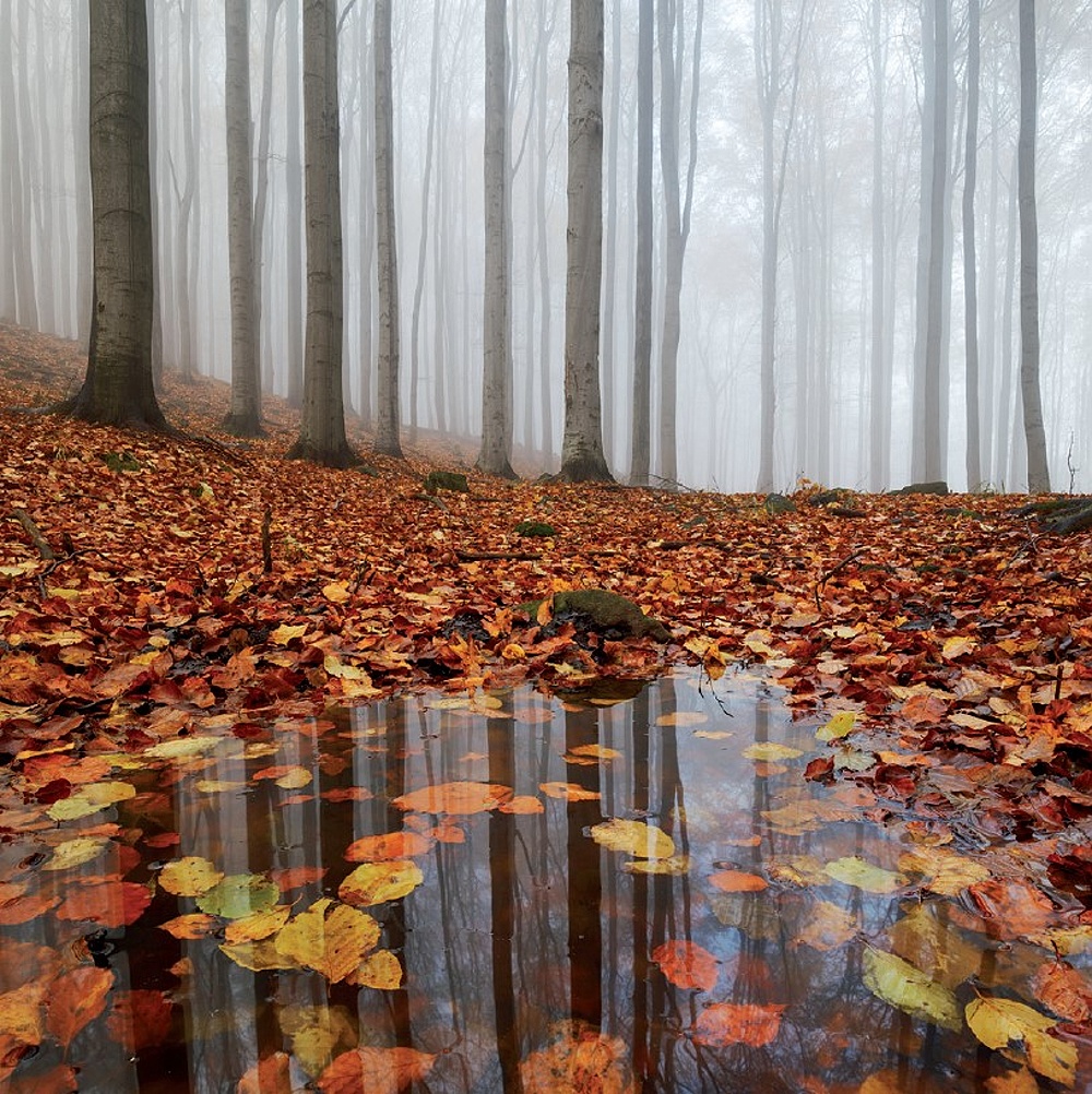 MARTIN RAK – Český les