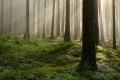 Světlo v lese, Miloslav Janovský