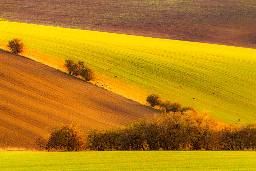 Pohádková, Jasmína Vachová