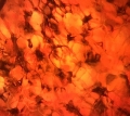 Jahoda pod mikroskopem, Amelie Brabcová