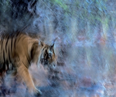 Quo vadis, wildlife foto?