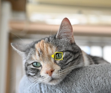 NIKON uvádí aktualizace FIRMWARU pro fotoaparáty MIRRORLESS řady Z
