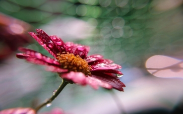 Fotograf roku v přírodě – inspirativní příspěvky