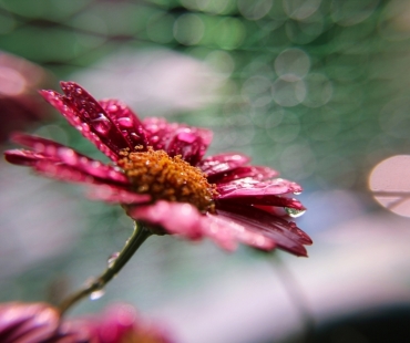 Fotograf roku v přírodě – inspirativní příspěvky