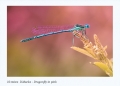 D.Macko – Prešov – Dragonfly in pink