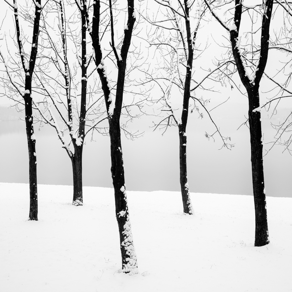 MARTIN RAK – Five Trees