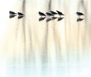 Minimalistický žánr wildlife – Fotíme v přírodě