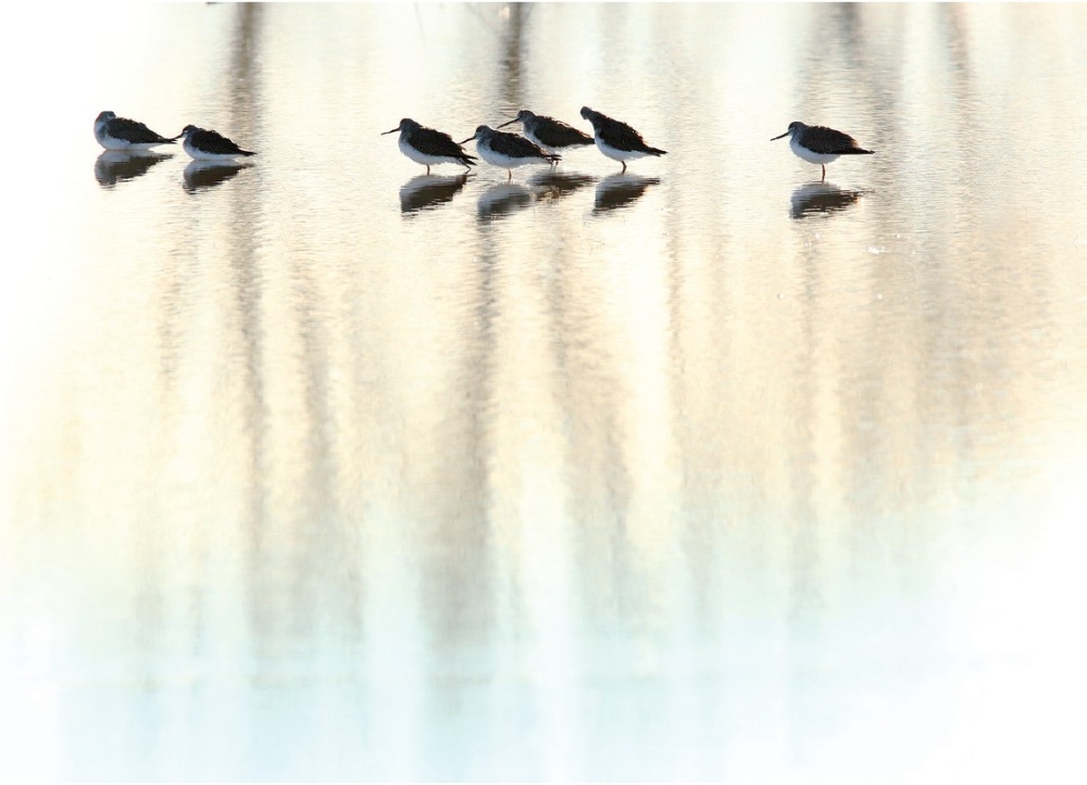 Minimalistický žánr wildlife – Fotíme v přírodě