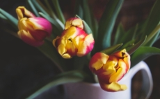 MARTINA BACHOVÁ - Fotohrátky s tulipány 1