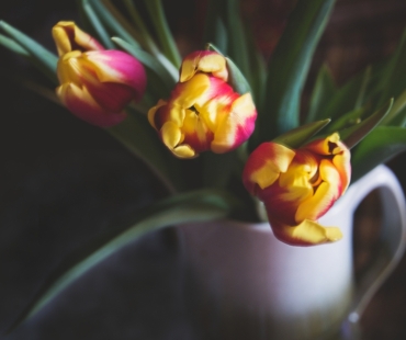MARTINA BACHOVÁ - Fotohrátky s tulipány 1