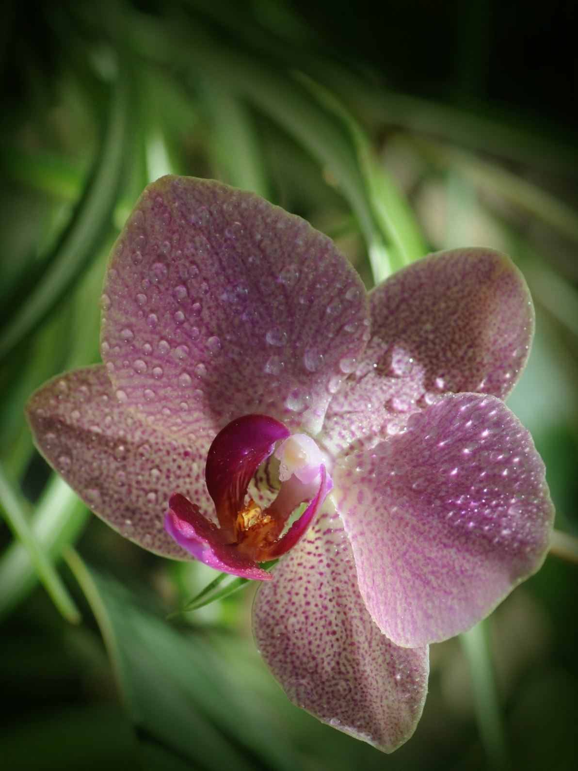MIREK FIRMAN - Orchidej 1