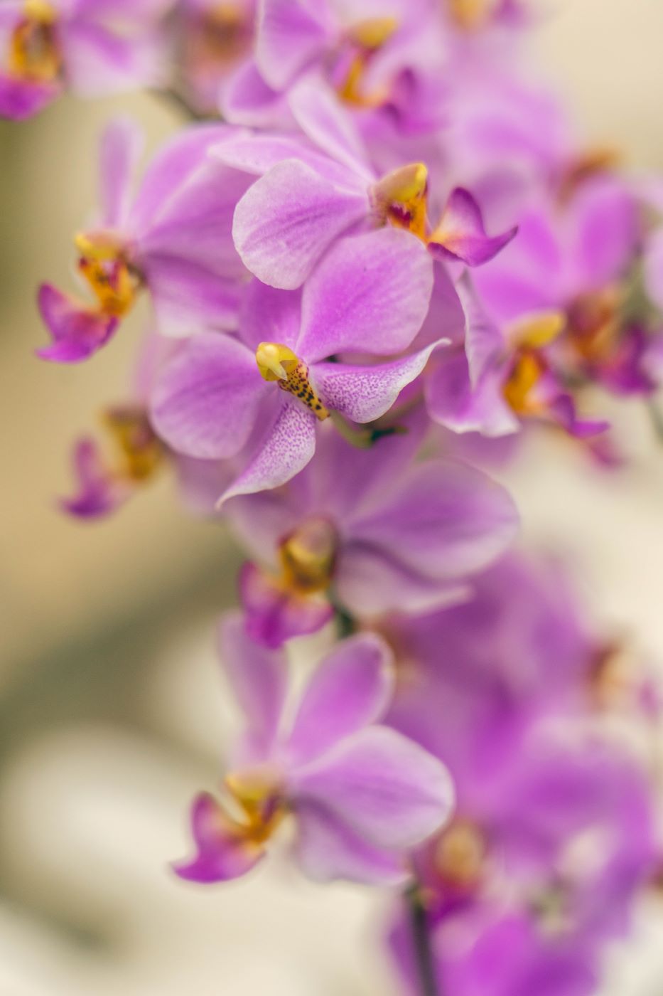 YULIIA PASHENTSEVA - Orchidejová krása