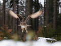 DAGMAR STŘÍBRNÁ - bubo bubo