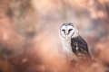 KRISTIAN POTOMA - owl