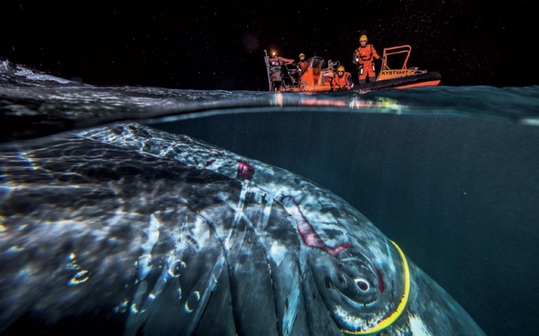 AUDUN RIKARDSEN – Fascinující tance keporkaků a dalších velryb