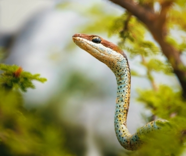 Psammophis puncrulatus