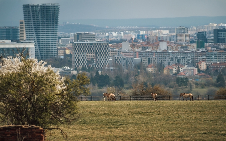 PAVEL MÍČEK - Przewalski city