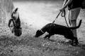 MARCELA KROBOTOVÁ - O koni, psu a člověku