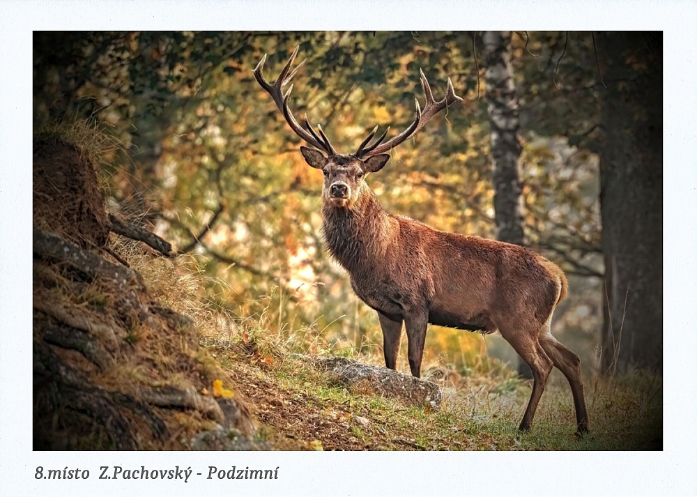 8. Z.Pachovský – Žďár n. Sáz. – Podzimní