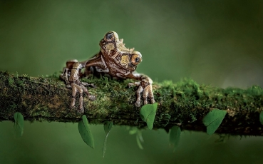 FOTOGRAF ROKU – Kategorie Makro – vyhraj objektiv Laowa vyhodnocena