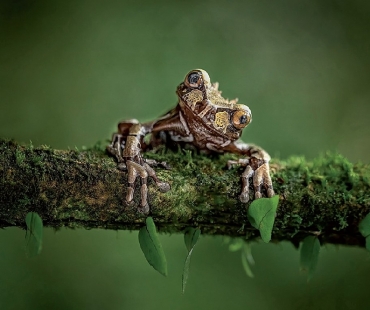 FOTOGRAF ROKU – Kategorie Makro – vyhraj objektiv Laowa vyhodnocena