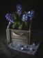 KVĚTA TRČKOVÁ - Hyacinty v truhlíku