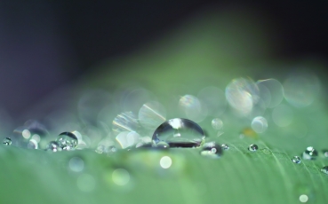 dewdrops-3671613.jpg