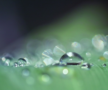 dewdrops-3671613.jpg