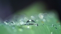 dewdrops-3671613.jpg