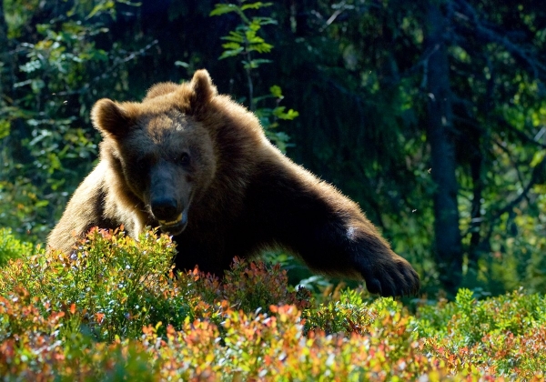 brown-bear-2.jpg