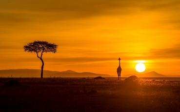 zirafa-masai-mara-(1-of-2).jpg