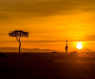 zirafa-masai-mara-(1-of-2).jpg