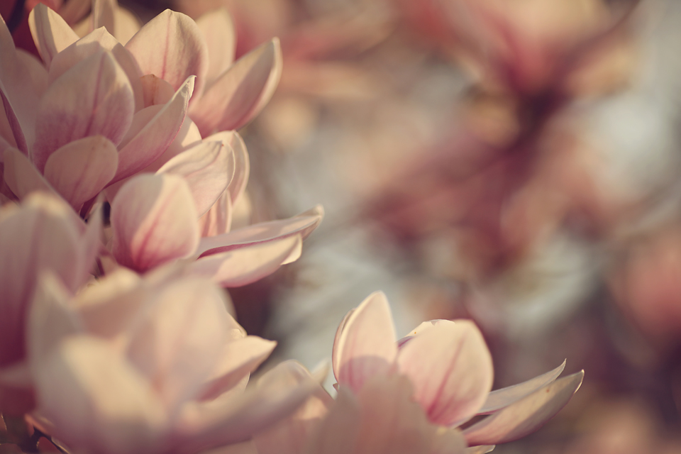 LUCIE PÍSECKÁ - Růžové šatičky magnolií