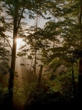 MILAN MAKOVIČKA - Mlhavé ráno v lese