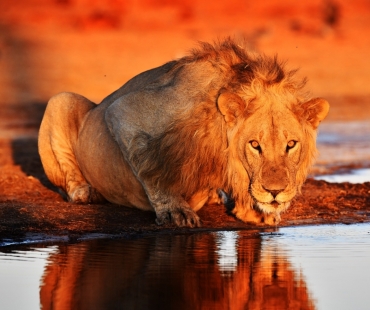 lev-pustinny,-savuti,-botswana.jpg