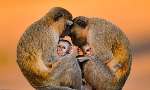 kockodan-zeleny,-mana-pools,-zimbabwe.jpg