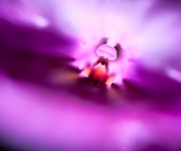 015-recenze-laowa-100-mm-f2,8-2x-ultra-macro-apo-review.jpg