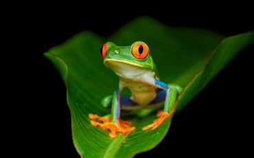 red-eye-tree-frog.jpg