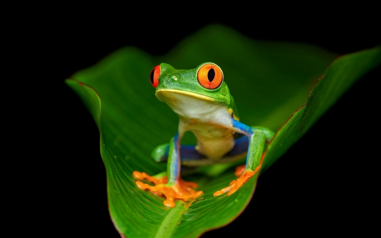 red-eye-tree-frog.jpg