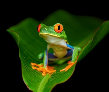 red-eye-tree-frog.jpg