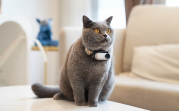pet2.jpg