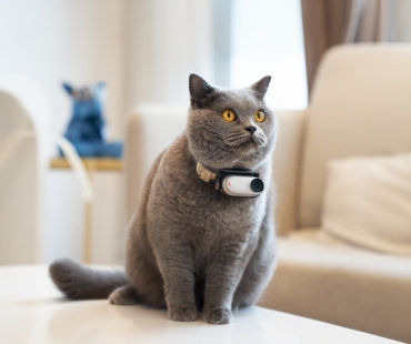 pet2.jpg