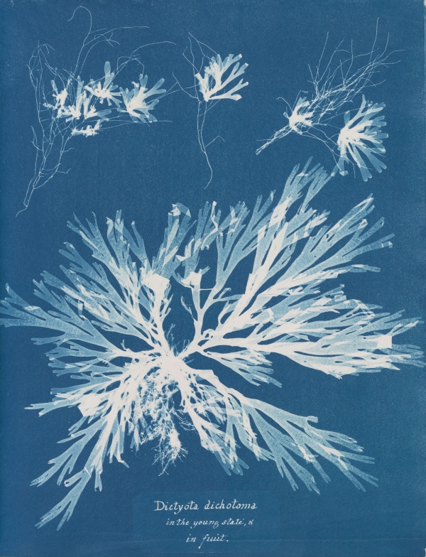 anna-atkins-dictyota-dichotoma-forkweed--1850-trivium-art-history-1.jpg