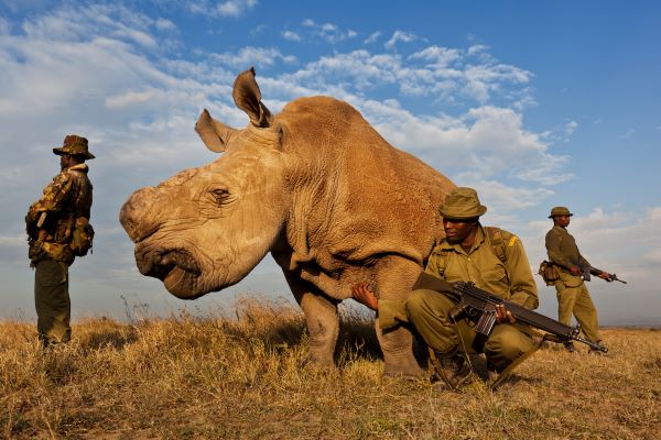 Brent Stirton_Nosorožčí války