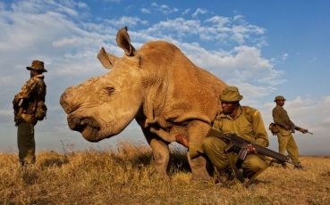 Brent Stirton_Nosorožčí války hl