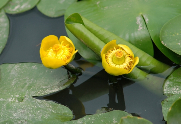 39-rostliny-cevnate---stulik-zluty-(nuphar-lutea)04(c)v.motycka.jpg