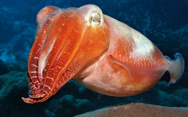 cuttle-fish.jpg