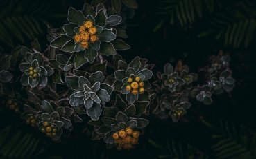 plant-4627988.jpg